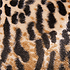 Cheetah swatch