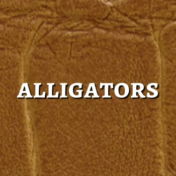 alligators