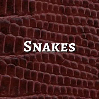 snakes- EV
